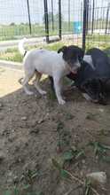 EMIL, Hund, Mischlingshund in Rumänien - Bild 37