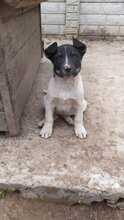 EMIL, Hund, Mischlingshund in Rumänien - Bild 40