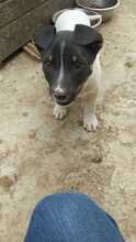 EMIL, Hund, Mischlingshund in Rumänien - Bild 42