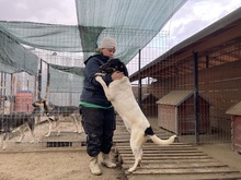 EMIL, Hund, Mischlingshund in Rumänien - Bild 44