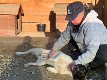 EMIL, Hund, Mischlingshund in Rumänien - Bild 49