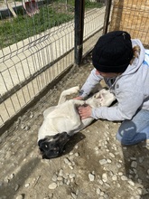 EMIL, Hund, Mischlingshund in Rumänien - Bild 50