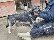 ELMO, Hund, Mischlingshund in Rumänien - Bild 13