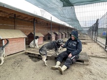 ELMO, Hund, Mischlingshund in Rumänien - Bild 14