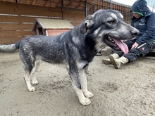 ELMO, Hund, Mischlingshund in Rumänien - Bild 15