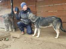ELMO, Hund, Mischlingshund in Rumänien - Bild 16