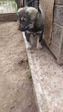 ELMO, Hund, Mischlingshund in Rumänien - Bild 17