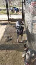 ELMO, Hund, Mischlingshund in Rumänien - Bild 19