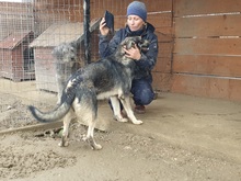 ELMO, Hund, Mischlingshund in Rumänien - Bild 20