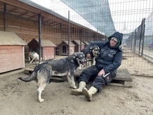 ELMO, Hund, Mischlingshund in Rumänien - Bild 21