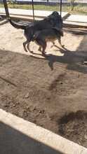 ELMO, Hund, Mischlingshund in Rumänien - Bild 23
