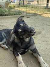 ELMO, Hund, Mischlingshund in Rumänien - Bild 24