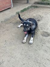 ELMO, Hund, Mischlingshund in Rumänien - Bild 26