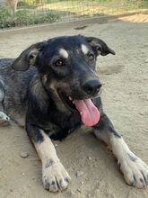 ELMO, Hund, Mischlingshund in Rumänien - Bild 27