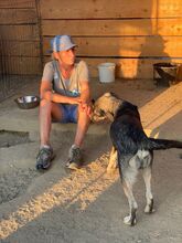 ELMO, Hund, Mischlingshund in Rumänien - Bild 28