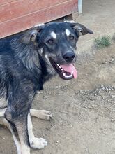 ELMO, Hund, Mischlingshund in Rumänien - Bild 29
