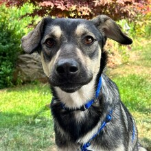 ELMO, Hund, Mischlingshund in Rumänien - Bild 3