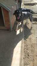 ELMO, Hund, Mischlingshund in Rumänien - Bild 31