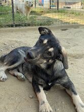 ELMO, Hund, Mischlingshund in Rumänien - Bild 32