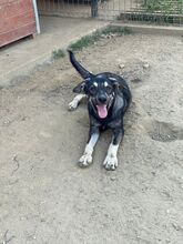 ELMO, Hund, Mischlingshund in Rumänien - Bild 33