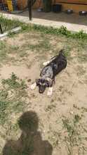 ELMO, Hund, Mischlingshund in Rumänien - Bild 34
