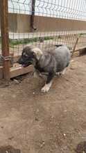 ELMO, Hund, Mischlingshund in Rumänien - Bild 41
