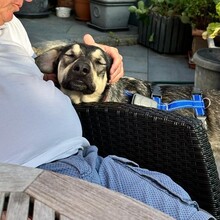 ELMO, Hund, Mischlingshund in Rumänien - Bild 5