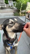 ELMO, Hund, Mischlingshund in Rumänien - Bild 6
