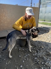 ELMO, Hund, Mischlingshund in Idstein - Bild 46