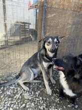 ELMO, Hund, Mischlingshund in Idstein - Bild 48