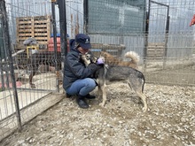 ELMO, Hund, Mischlingshund in Idstein - Bild 49
