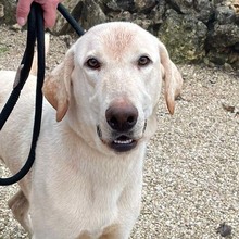 THOR, Hund, Herdenschutzhund-Labrador Retriever-Mix in Spanien - Bild 1