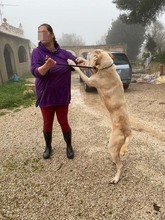 THOR, Hund, Herdenschutzhund-Labrador Retriever-Mix in Spanien - Bild 10