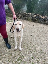THOR, Hund, Herdenschutzhund-Labrador Retriever-Mix in Spanien - Bild 13