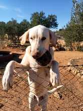 THOR, Hund, Herdenschutzhund-Labrador Retriever-Mix in Spanien - Bild 2