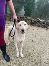 THOR, Hund, Herdenschutzhund-Labrador Retriever-Mix in Spanien - Bild 3