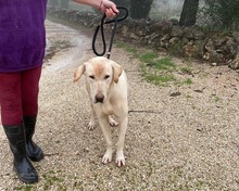 THOR, Hund, Herdenschutzhund-Labrador Retriever-Mix in Spanien - Bild 4