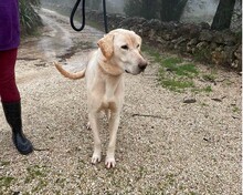 THOR, Hund, Herdenschutzhund-Labrador Retriever-Mix in Spanien - Bild 5
