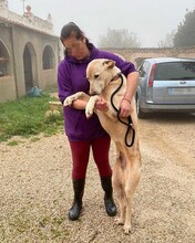 THOR, Hund, Herdenschutzhund-Labrador Retriever-Mix in Spanien - Bild 9