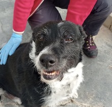 LUCAS, Hund, Mischlingshund in Spanien - Bild 1
