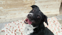 LUCAS, Hund, Mischlingshund in Spanien - Bild 16