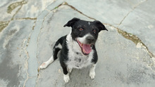 LUCAS, Hund, Mischlingshund in Spanien - Bild 17