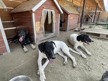 ERIK, Hund, Mischlingshund in Rumänien - Bild 10