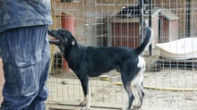 ERIK, Hund, Mischlingshund in Rumänien - Bild 13