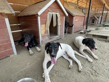 ERIK, Hund, Mischlingshund in Rumänien - Bild 14