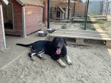 ERIK, Hund, Mischlingshund in Rumänien - Bild 15