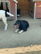 ERIK, Hund, Mischlingshund in Rumänien - Bild 19