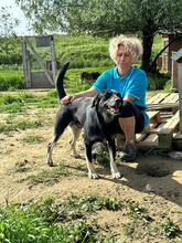 ERIK, Hund, Mischlingshund in Rumänien - Bild 2
