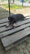ERIK, Hund, Mischlingshund in Rumänien - Bild 21