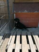 ERIK, Hund, Mischlingshund in Rumänien - Bild 24